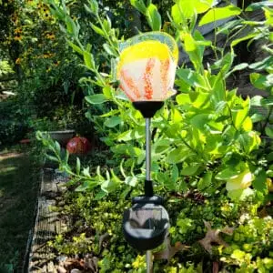 Solar Tropical Fish
